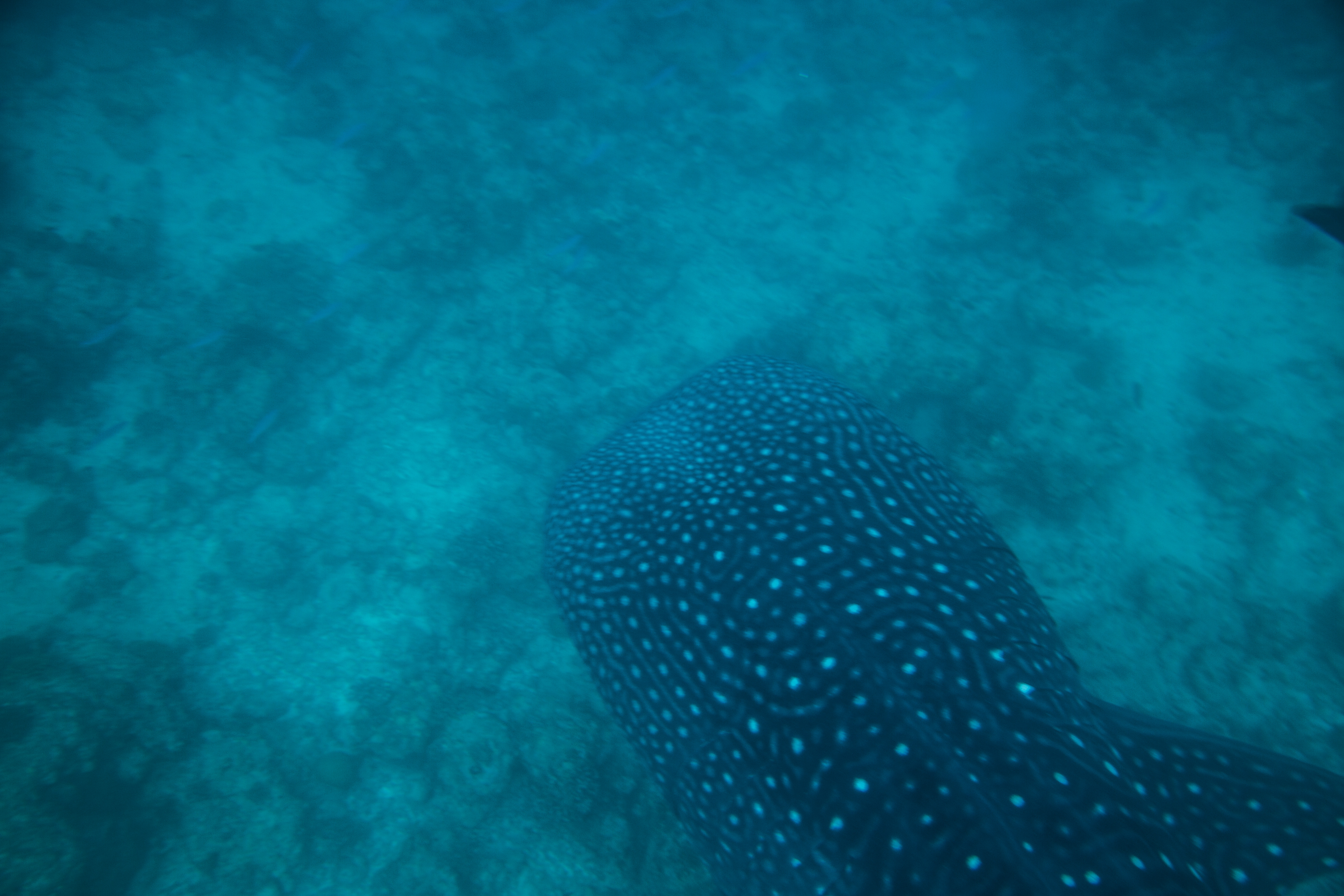 Lacabana Maldives A DhMaamigili Island Whale Shark (9)