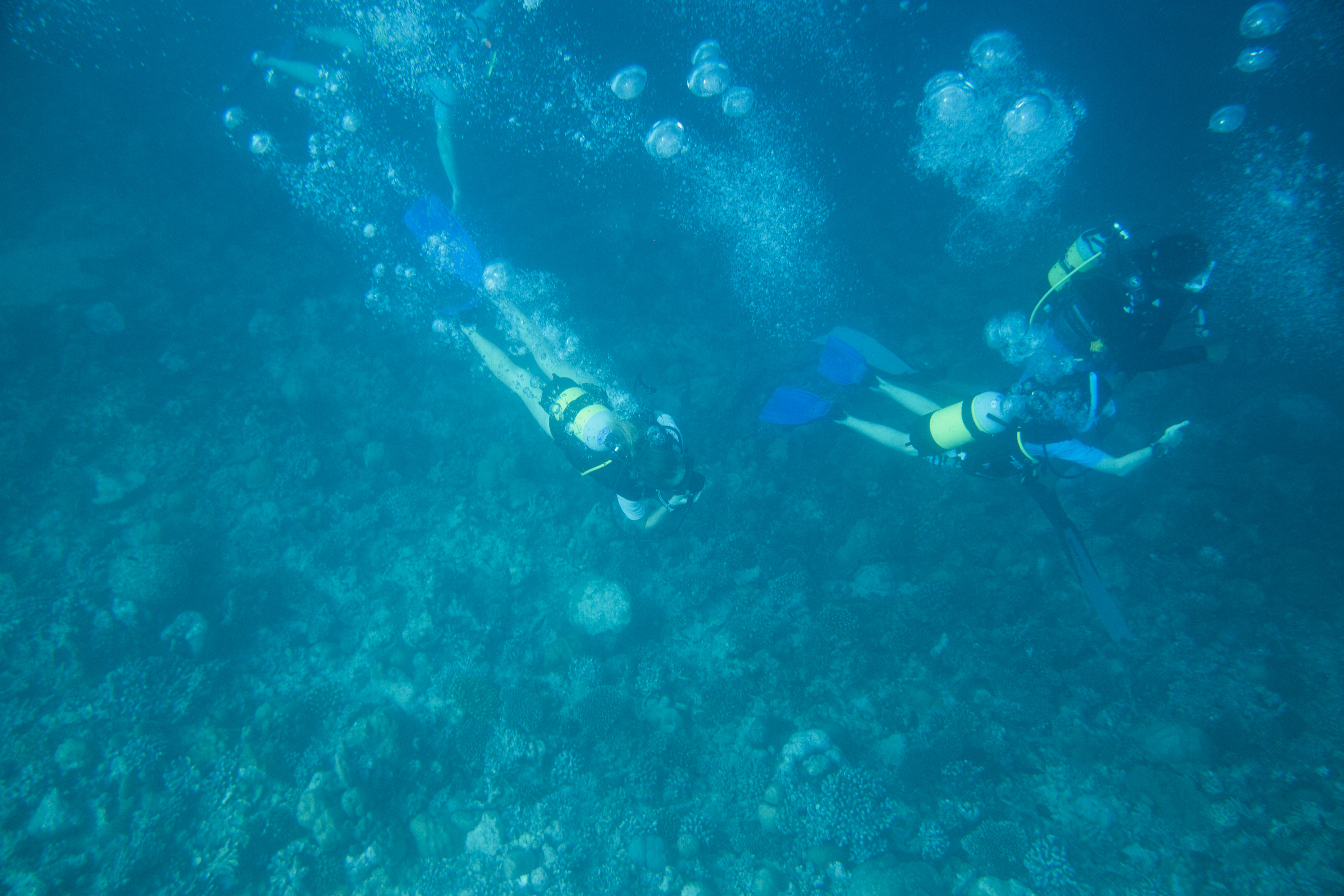 Lacabana Maldives A DhMaamigili Island Diving (6)