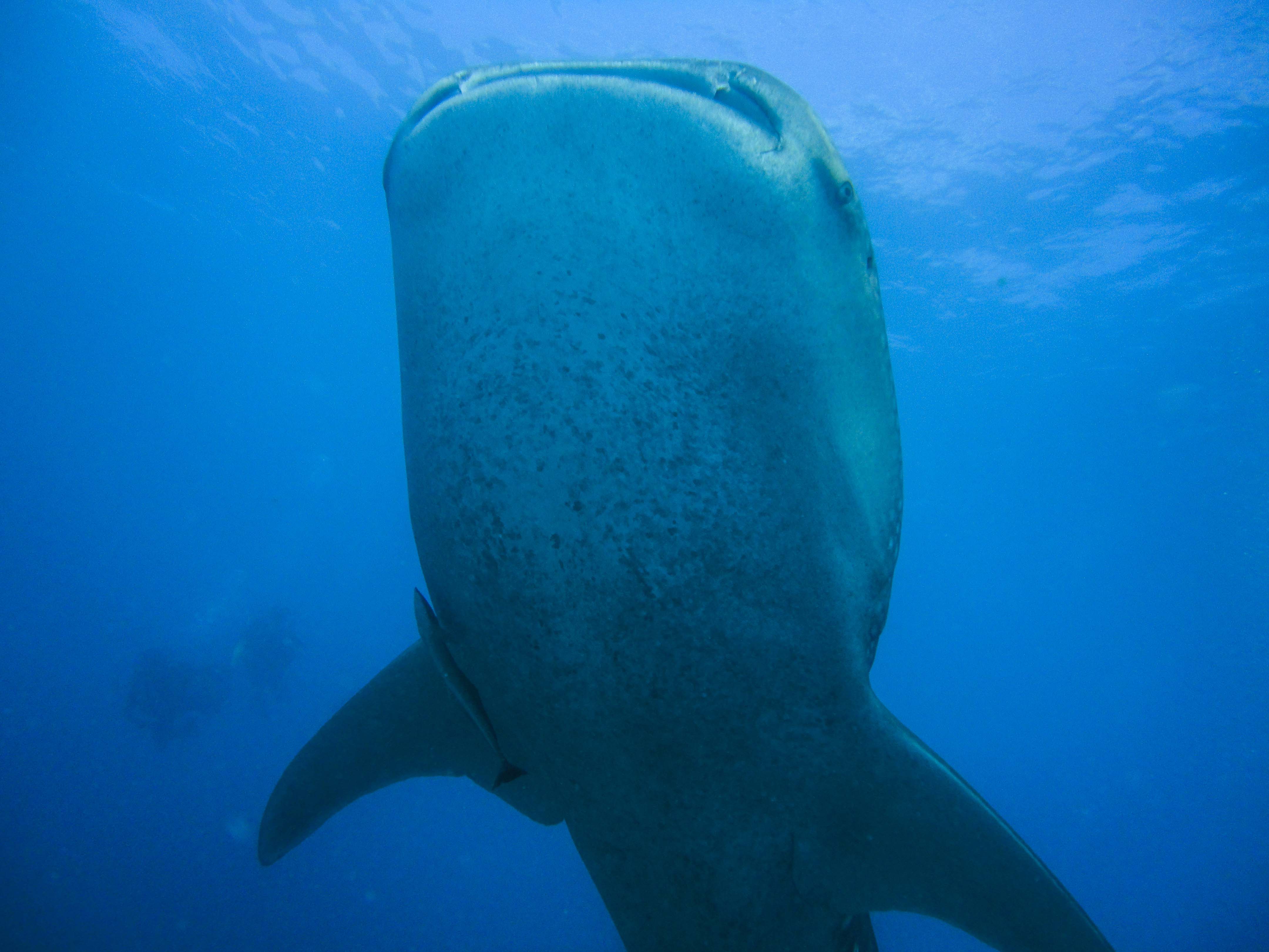 Lacabana Maldives A DhMaamigili Island Whale Shark (2)