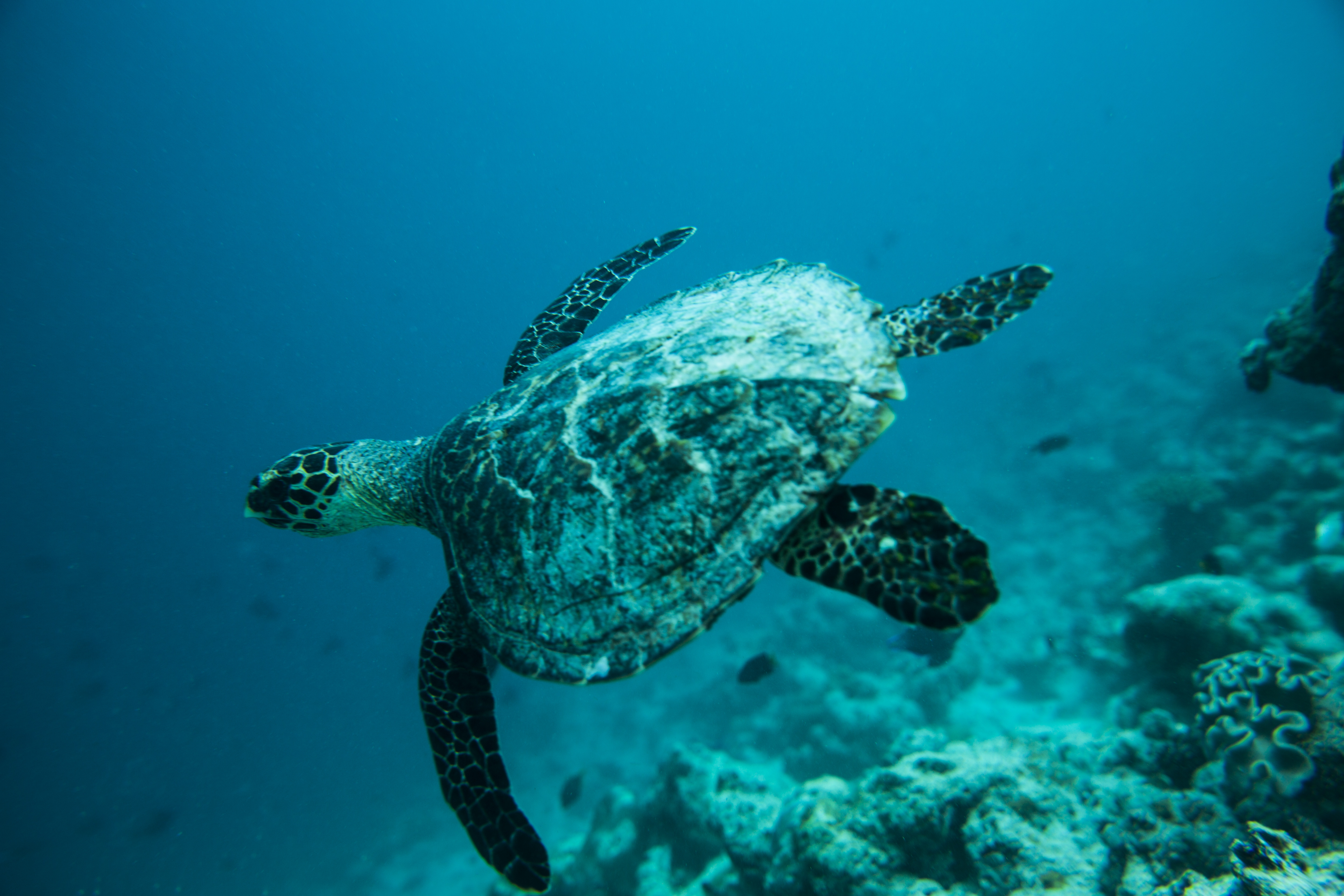 Lacabana Maldives A DhMaamigili Island Snorkling (10)