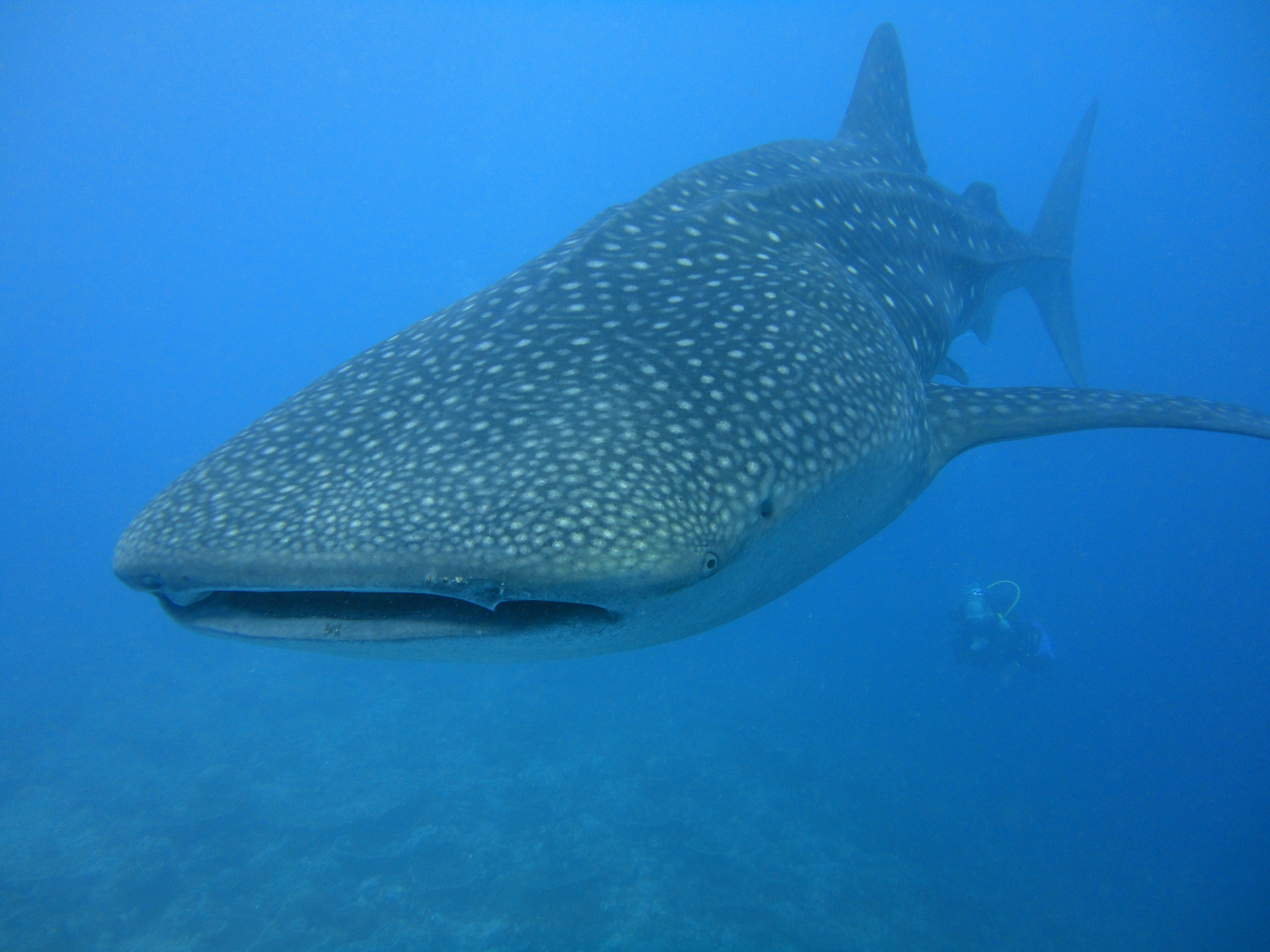 Lacabana Maldives A DhMaamigili Island Whale Shark (10)