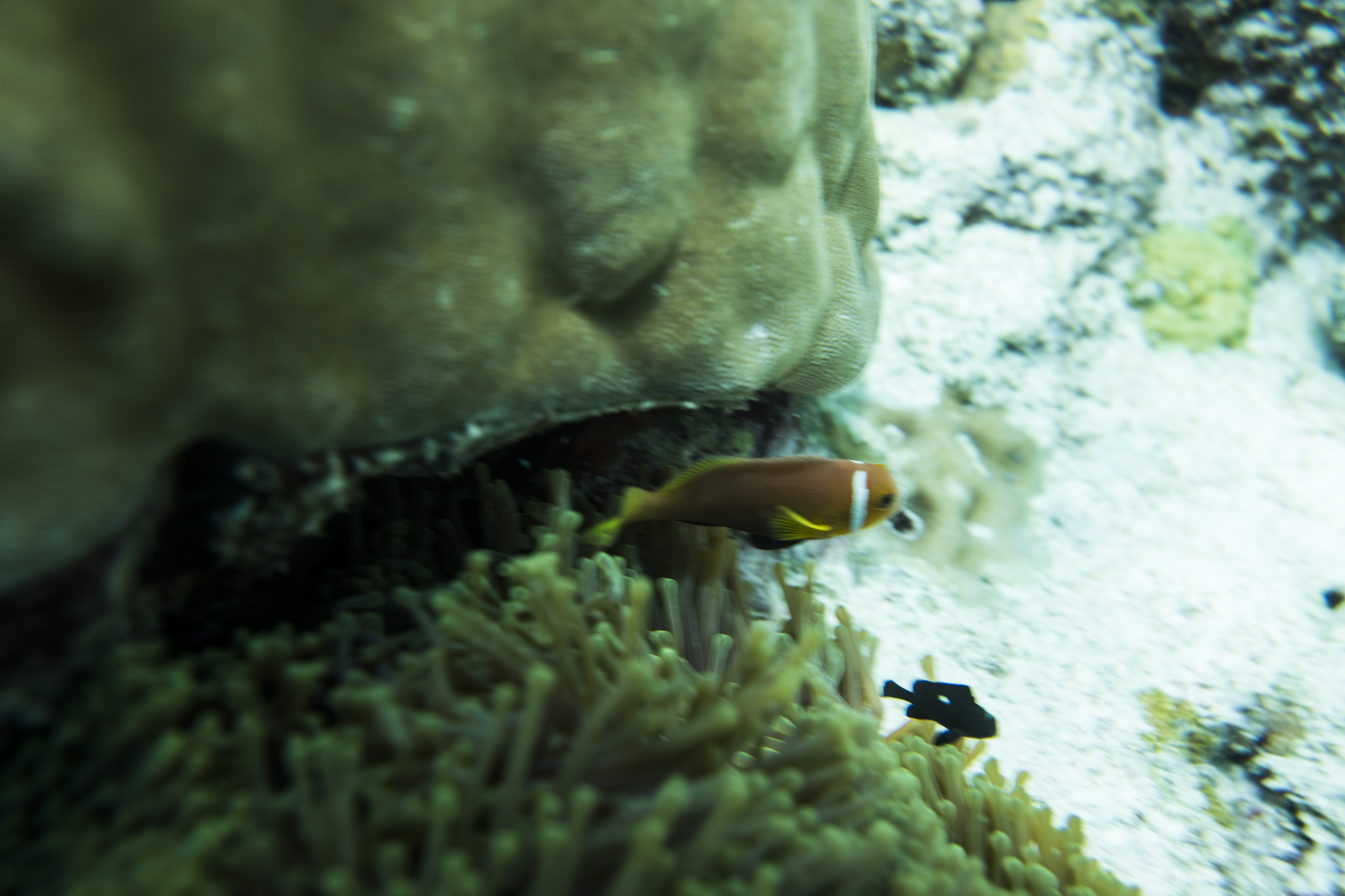 Lacabana Maldives A DhMaamigili Island Snorkling (11)