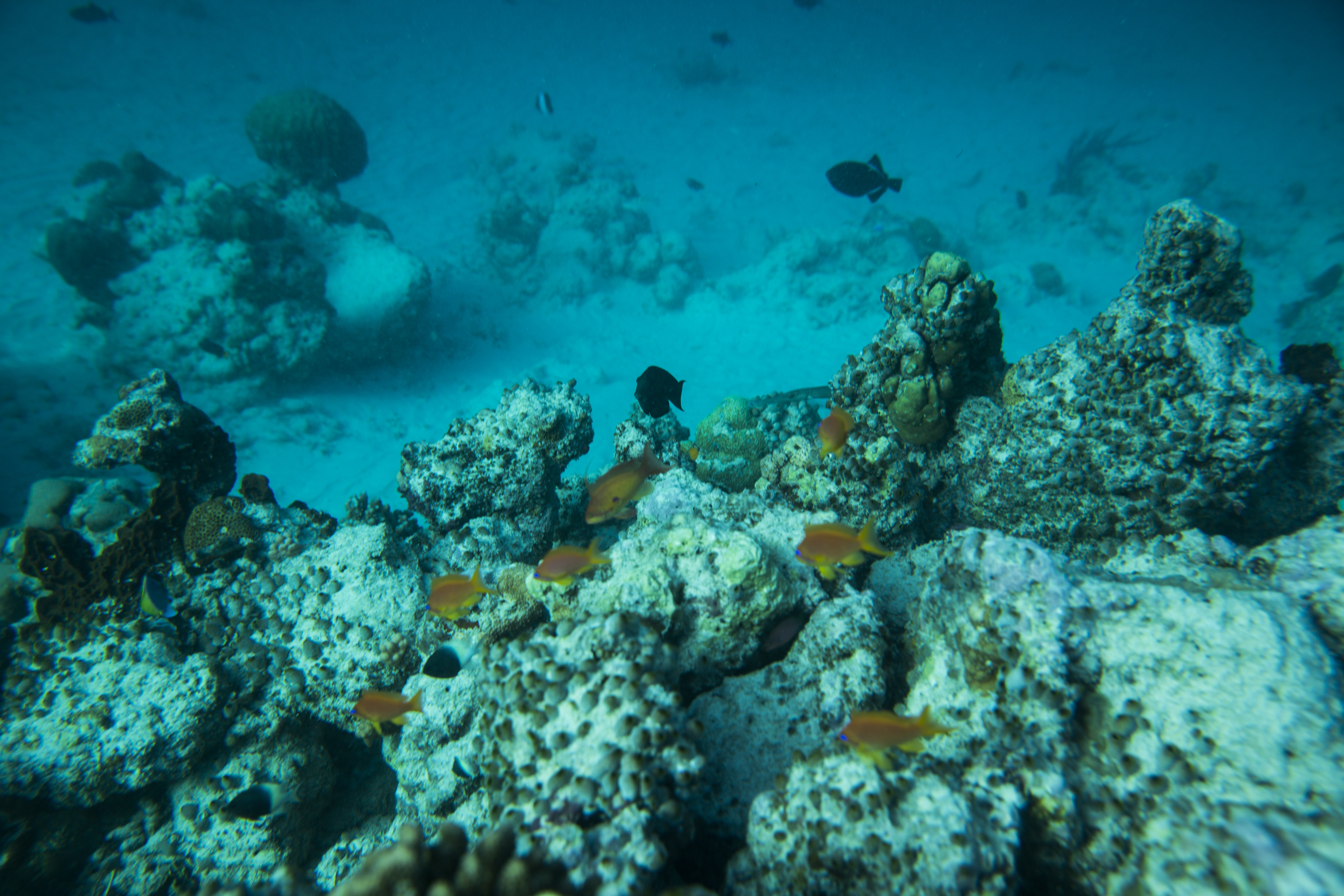 Lacabana Maldives A DhMaamigili Island Snorkling (2)