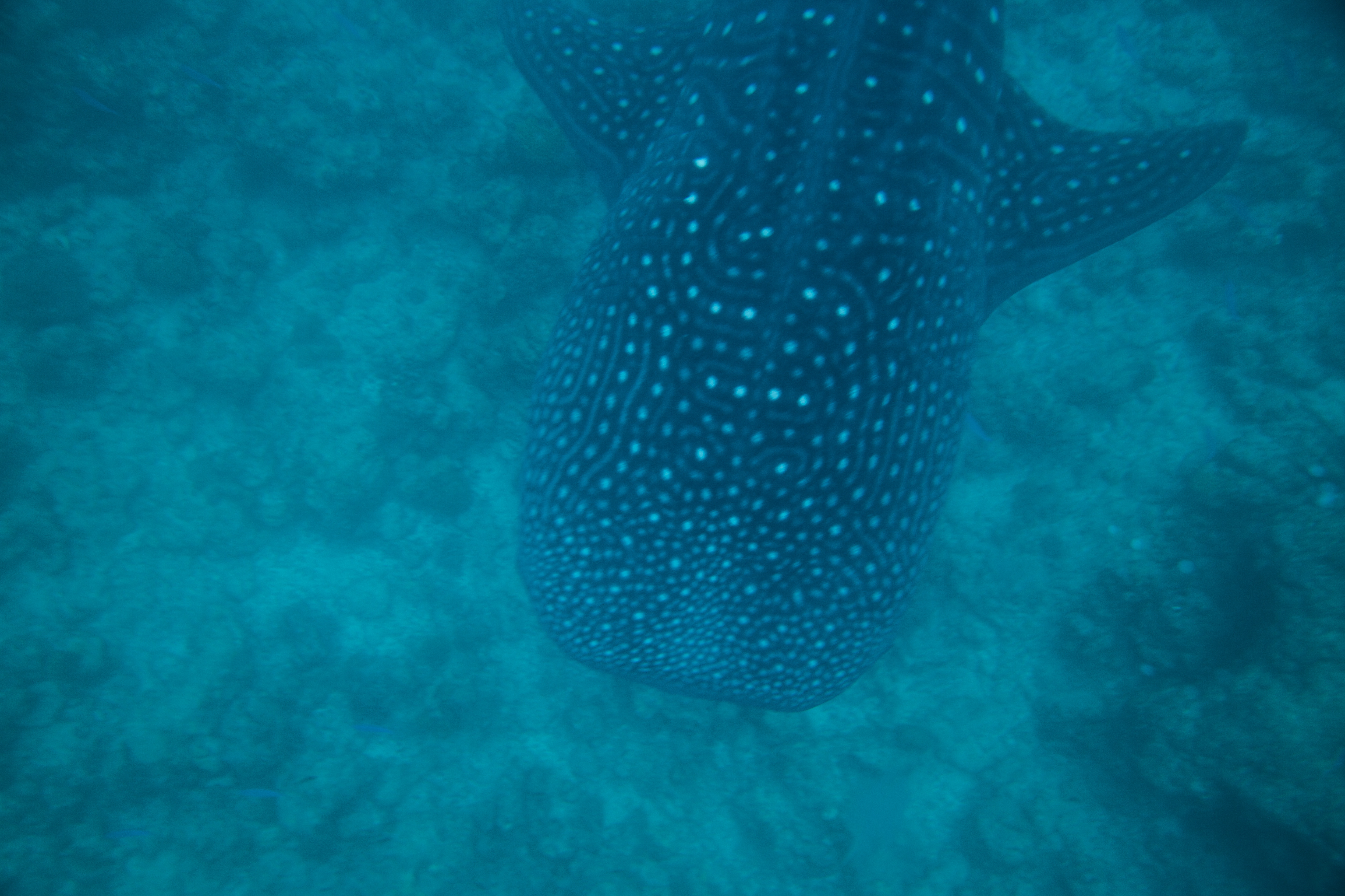 Lacabana Maldives A DhMaamigili Island Whale Shark (8)