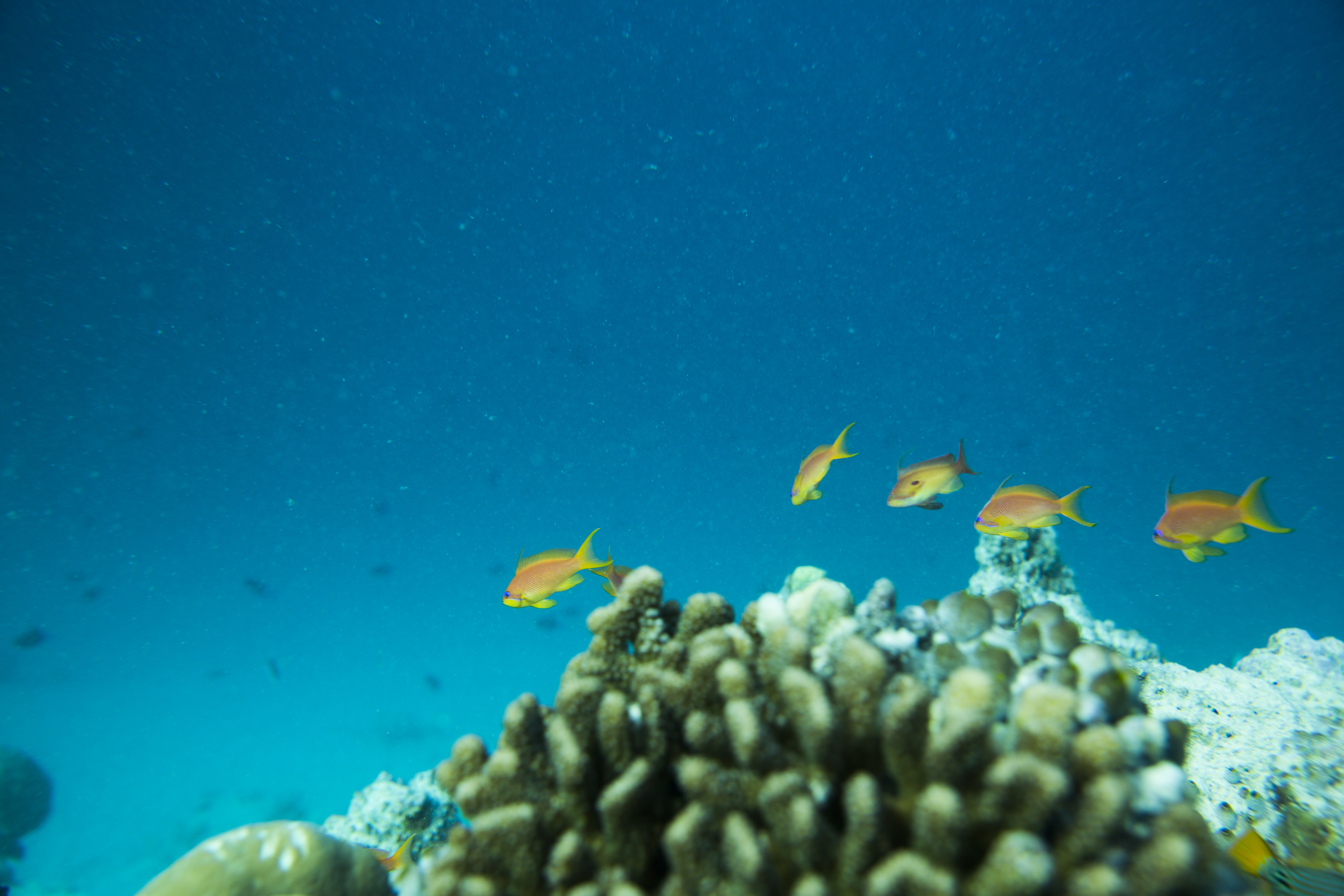 Lacabana Maldives A DhMaamigili Island Snorkling (1)