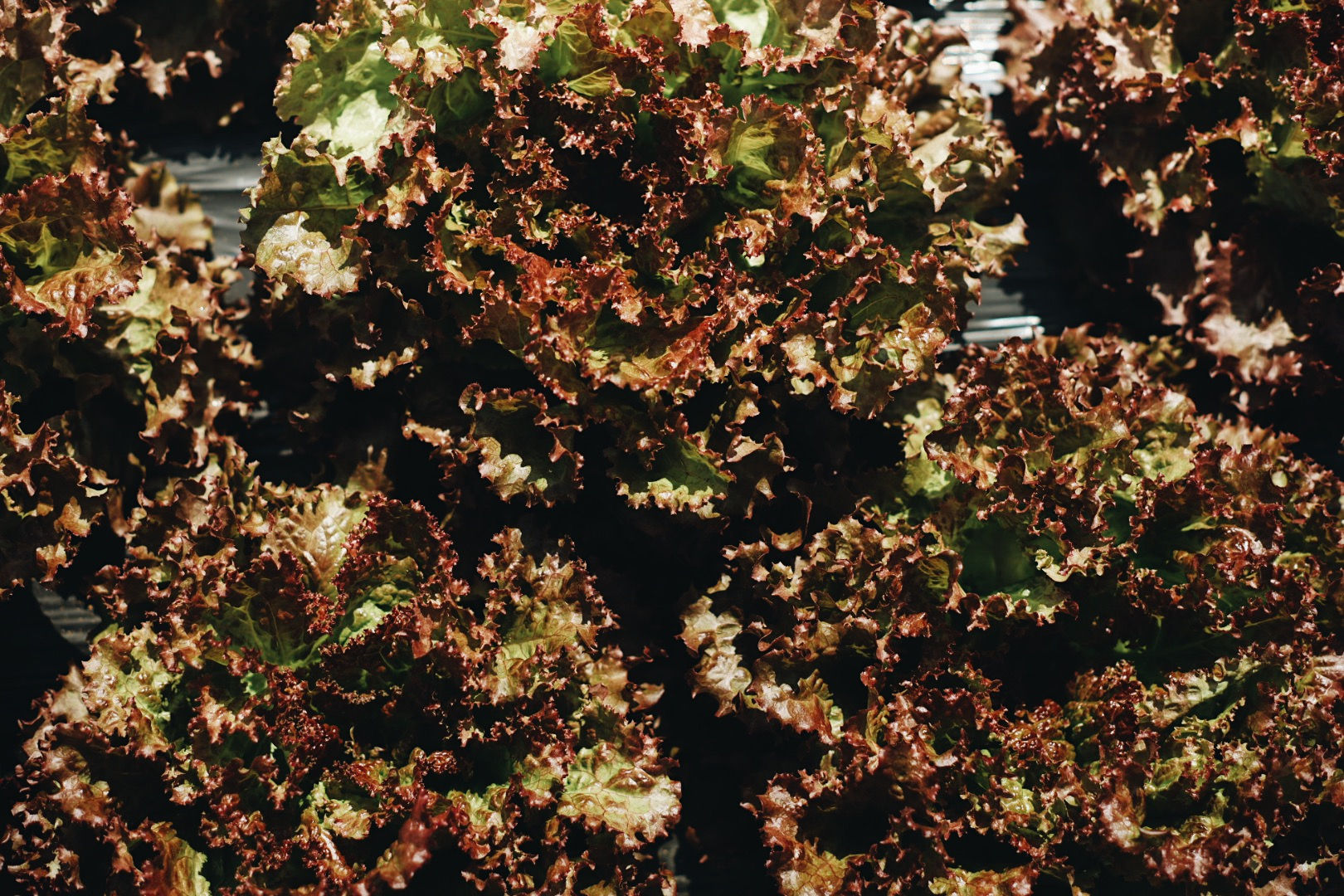 (無農薬)サニーレタス/2ヶset