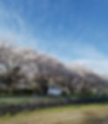 お花見に行くイメージ.jpg