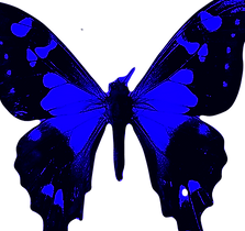 Pink%252520and%252520Black%252520Butterf