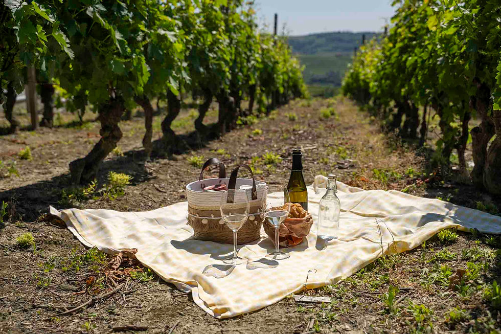 Pic Nic in vigneto