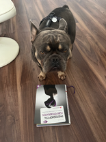 Französische Bulldogge in Businessanzug & Kochoutfit bei Creative Studios 24 – kreative Studiofotografie mit Accessoires in Illingen, Enzkreis