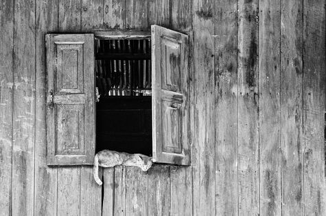 Photo noir et blanc. Chat de rue. Myanmar