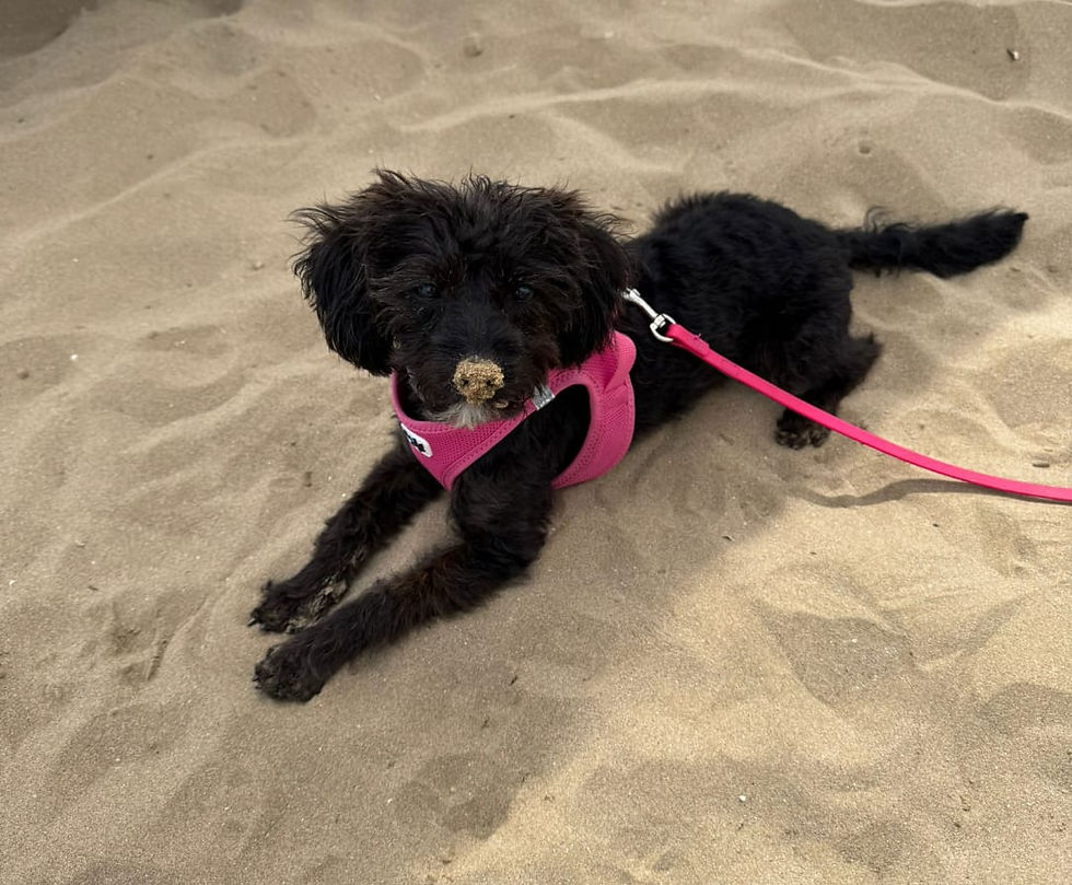 WhatsApp Image 2026-06