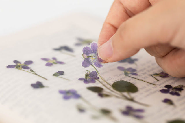 Thumbnail: Manchurian violet - Appree Pressed Flowers Stickers
