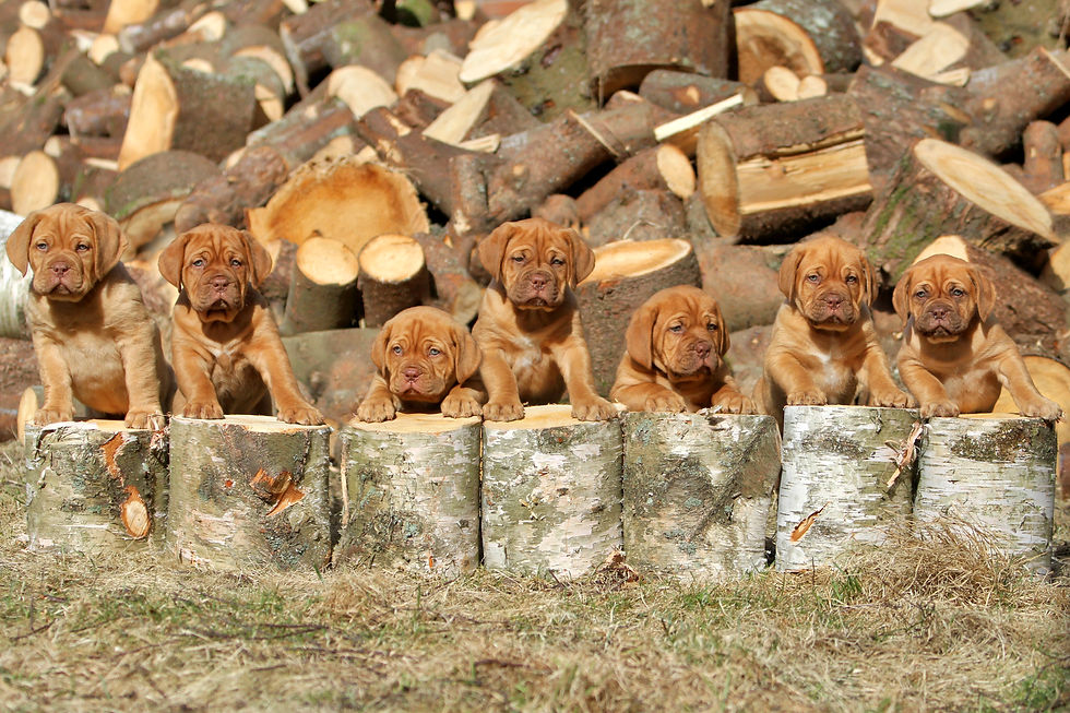 dogue_de_bordeaux34.jpg