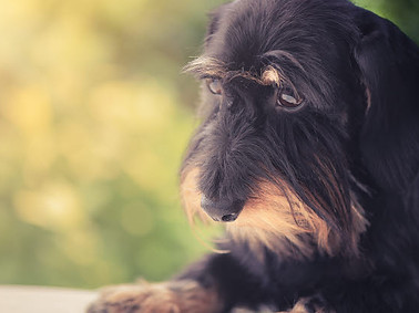 rough-haired-old-dachshund.jpg