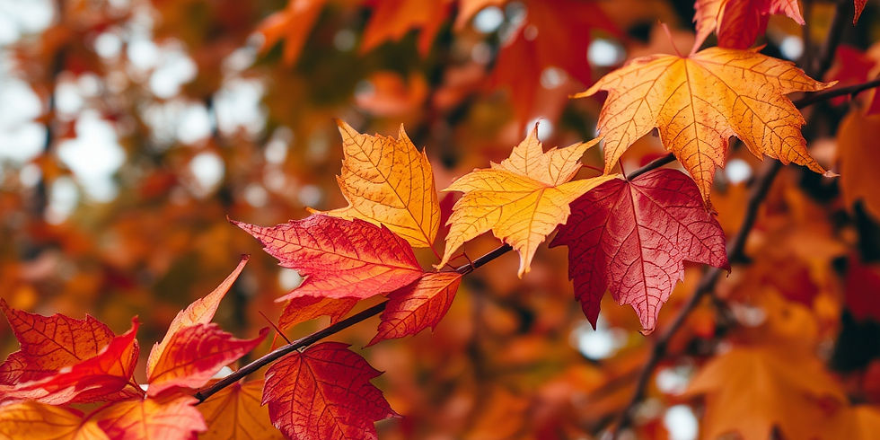 autumn leaves.jpg