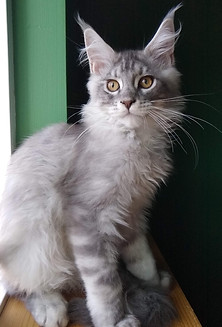 maine coon kittens for sale