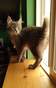 blue maine coon kittens washington state
