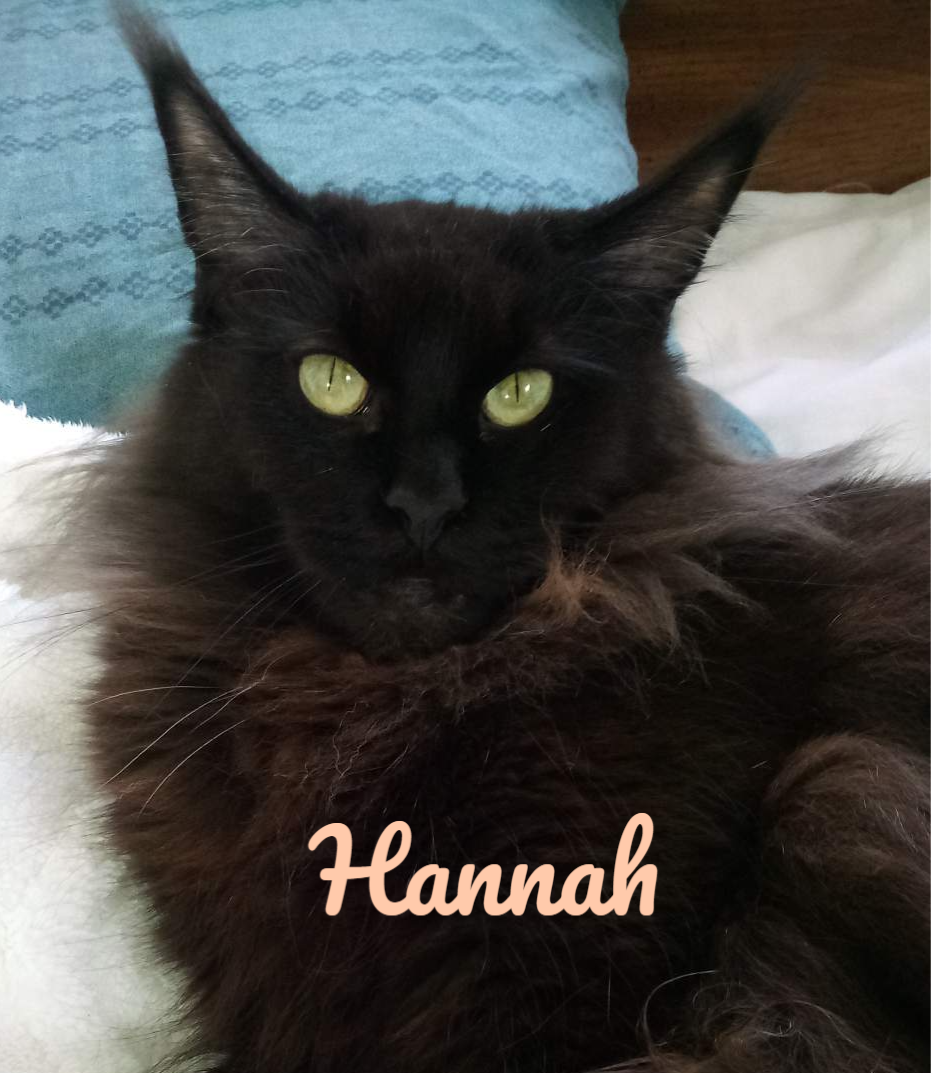 black maine coon cat lying on a bed