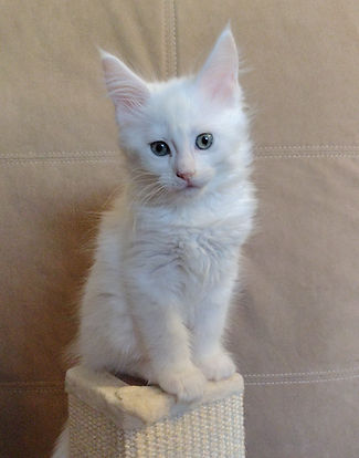 maine coon kittens skagit county washington state