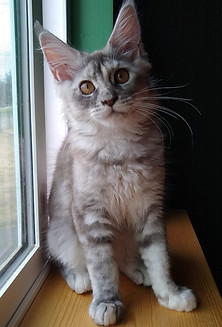 maine coon kittens washington state