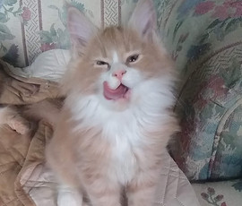 maine coon kittens for sale washington state