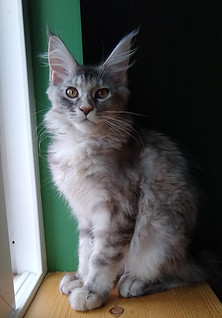 maine coon kittens washington state