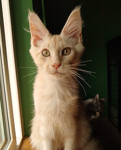 maine coon kittens washington state