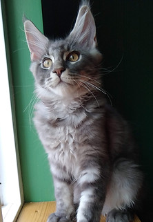 maine coon kittens for sale