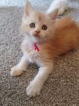 maine coon kittens for sale in washington state