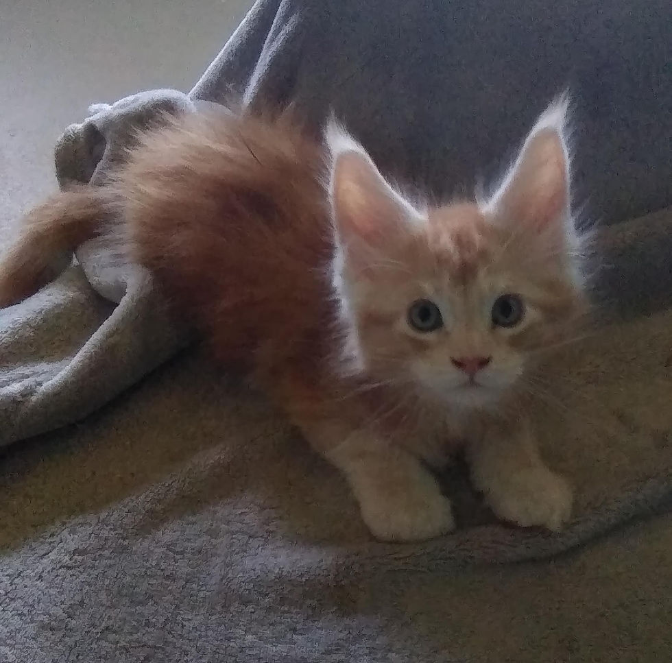 maine coon kitten Washington