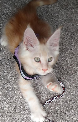 how much is a Maine Coon kitten