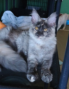 maine coon kittens for sale washington state