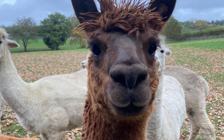 Alpaca image 3.webp