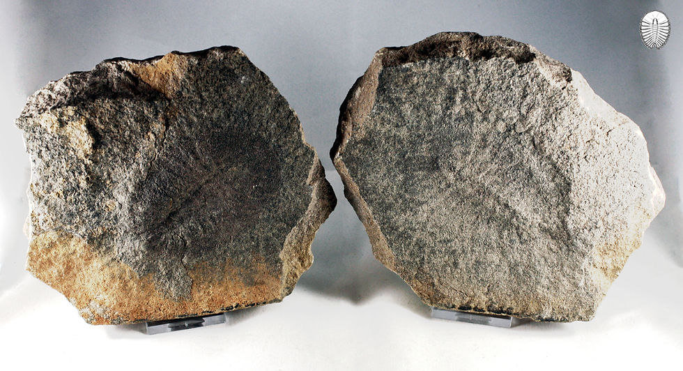 Thumbnail: Duslia insignis (Jhan, 1893)
