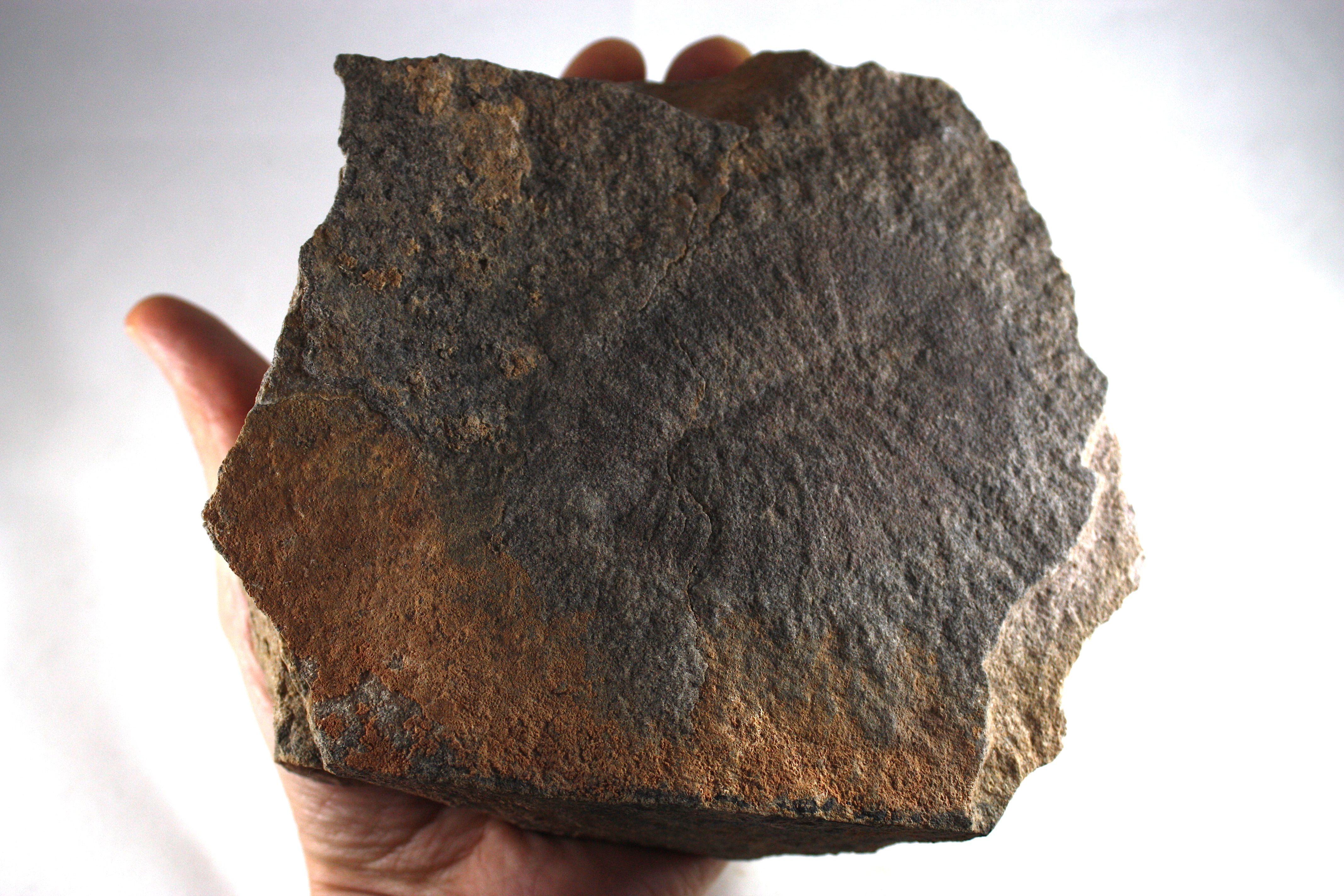 Duslia insignis (Jhan, 1893)