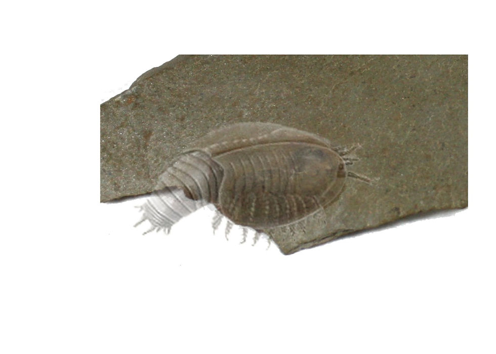 Thumbnail: Canadaspis cf perfecta ( Walcott, 1912)