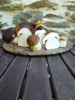fresh ceps
