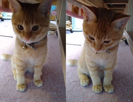 ひろこの整体療術院のトラ猫ちゃん