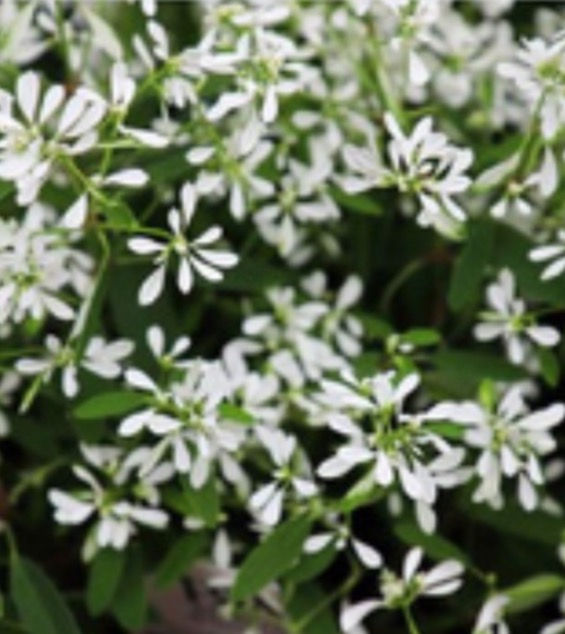 Euphorbia hypericifolia White Manus