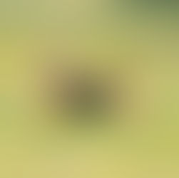 Canine Photo Sessions at Wanderlust Walkies Secure Dog Walking Field