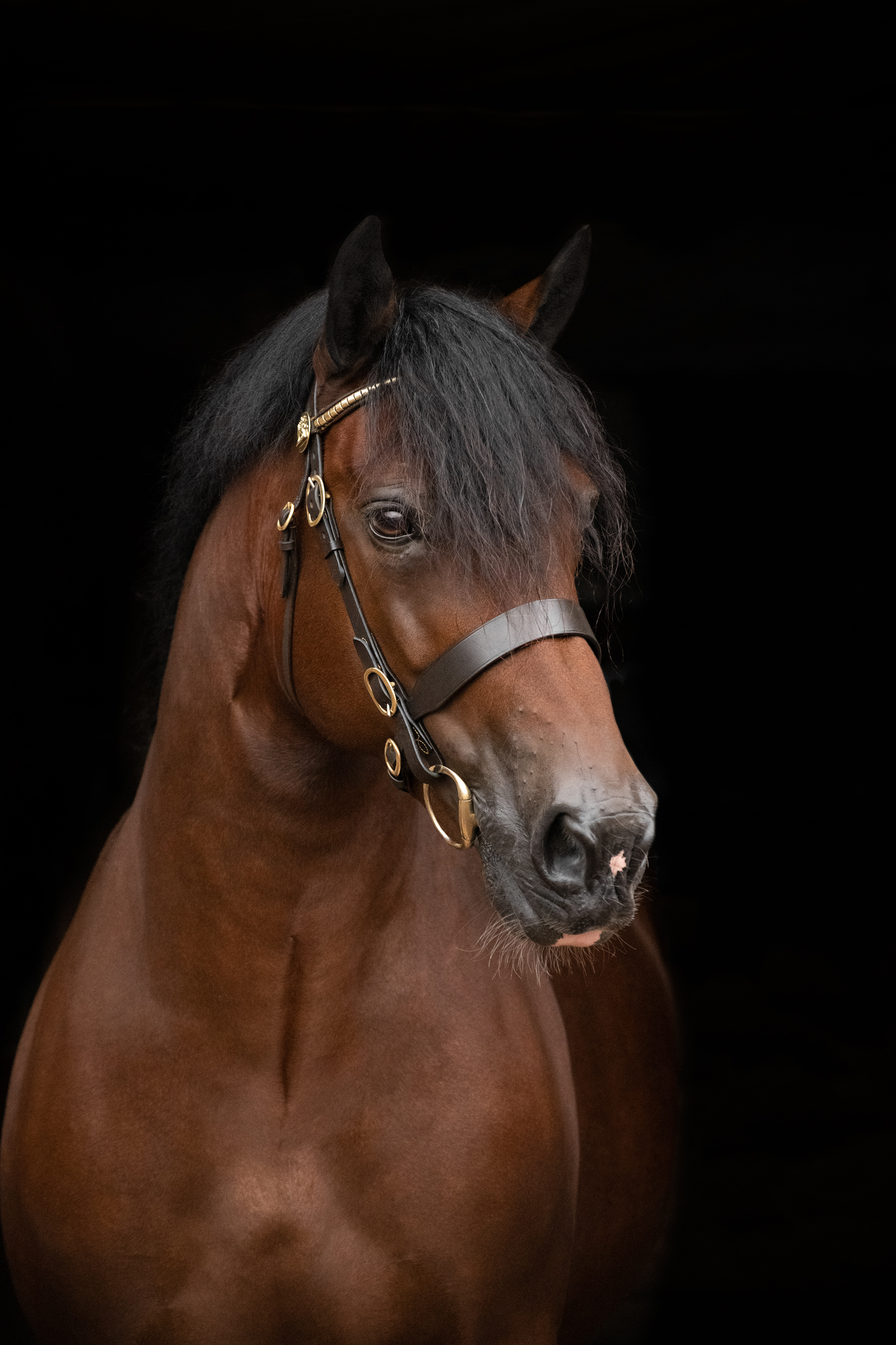 equine_photography_horse_black_background_bronze_package_maddie-leishman-photography_01.jp