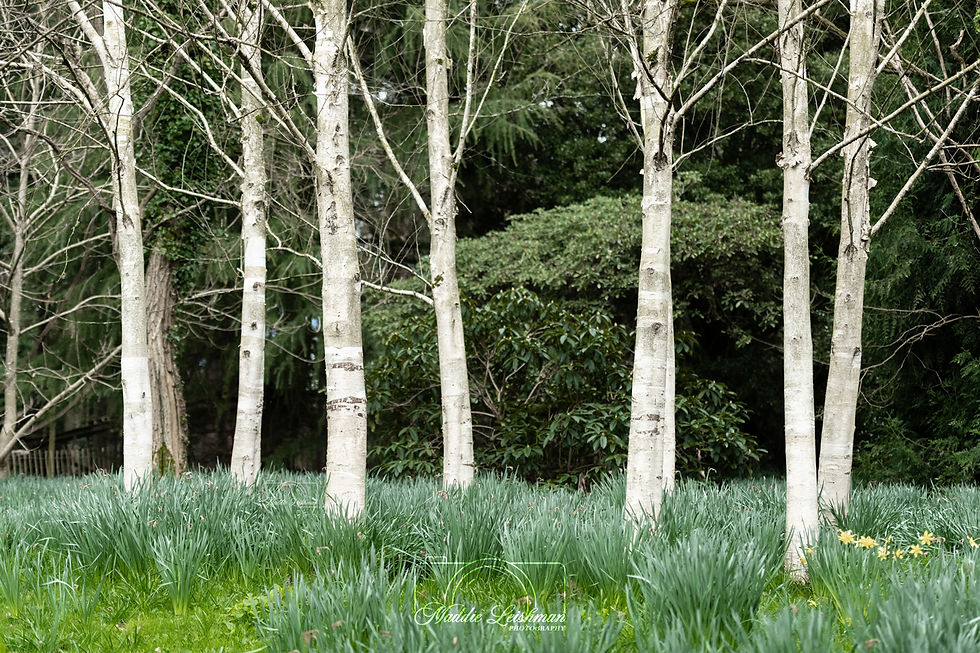 an arrangement of thin trees amongst a grassy clearing