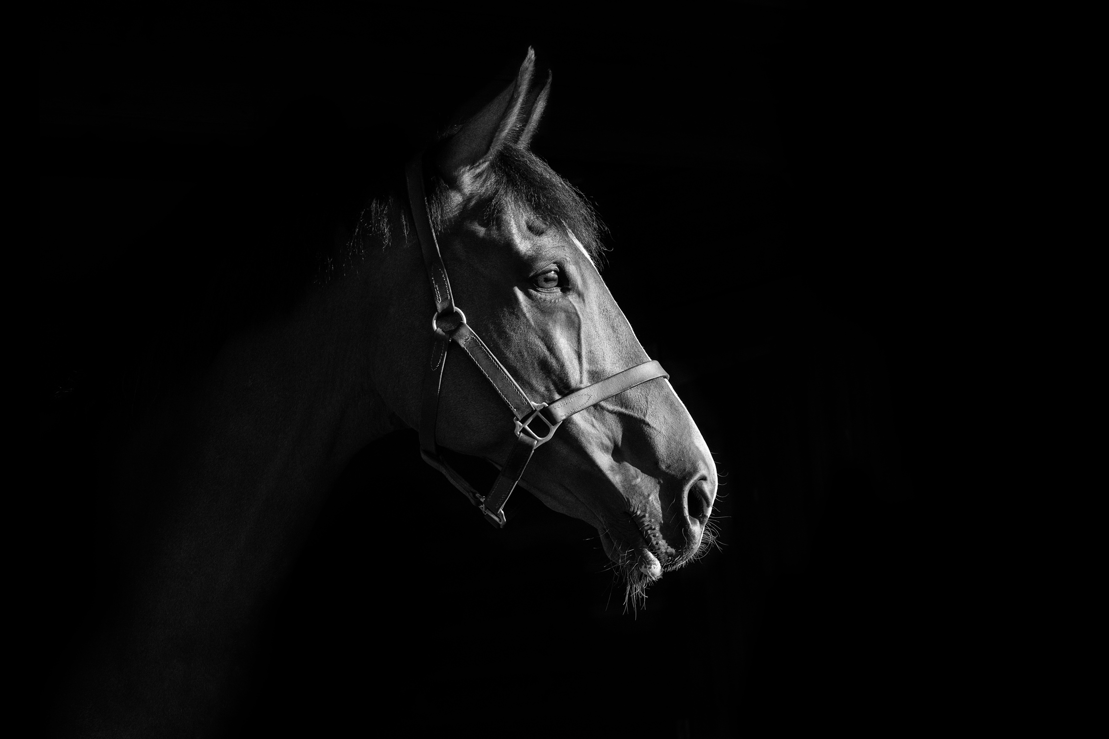 equine_photography_horse_black_background_bronze_package_maddie-leishman-photography_02.jp