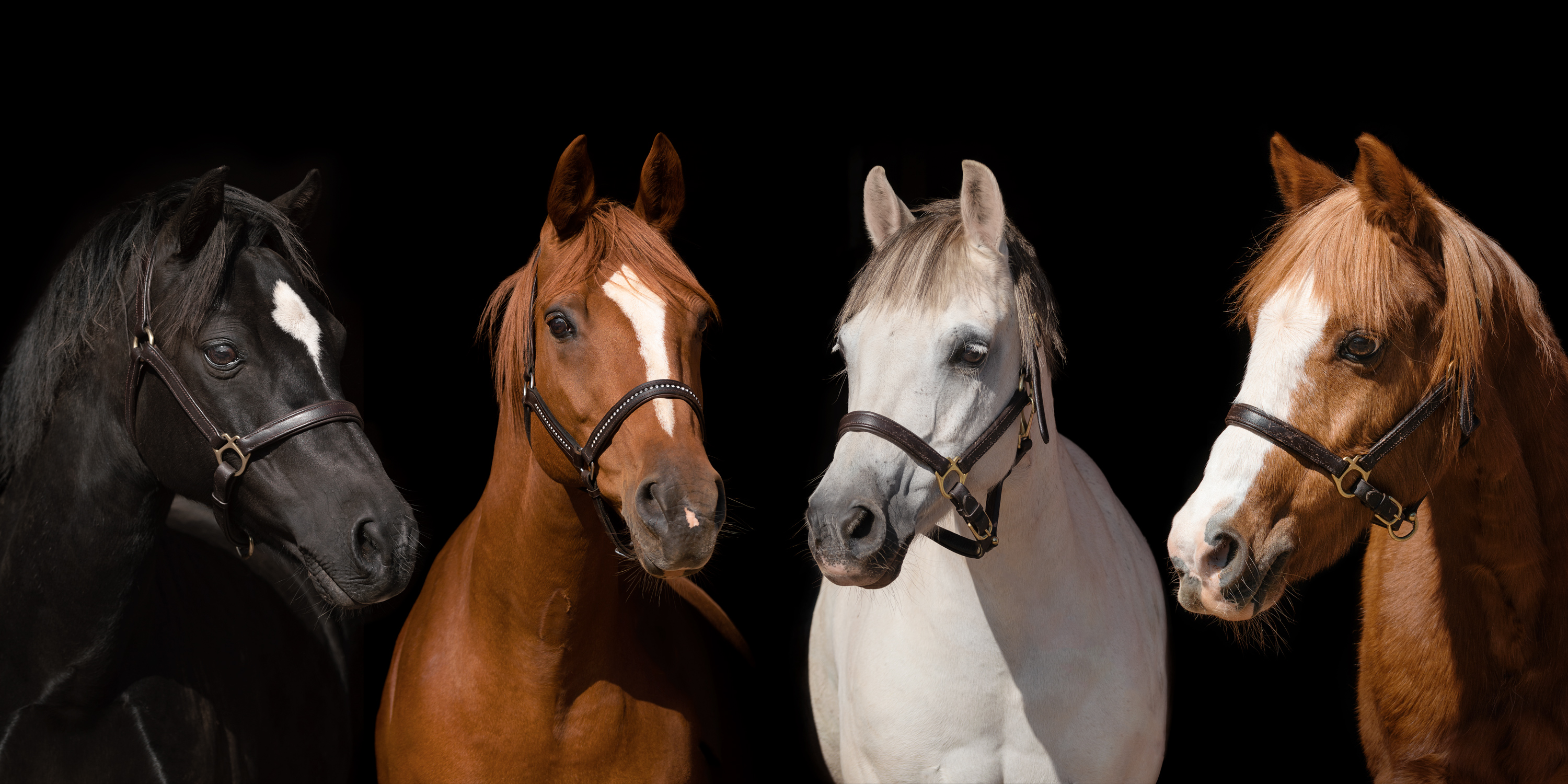 equine_photography_horse_black_background_bronze_package_maddie-leishman-photography_07.jp