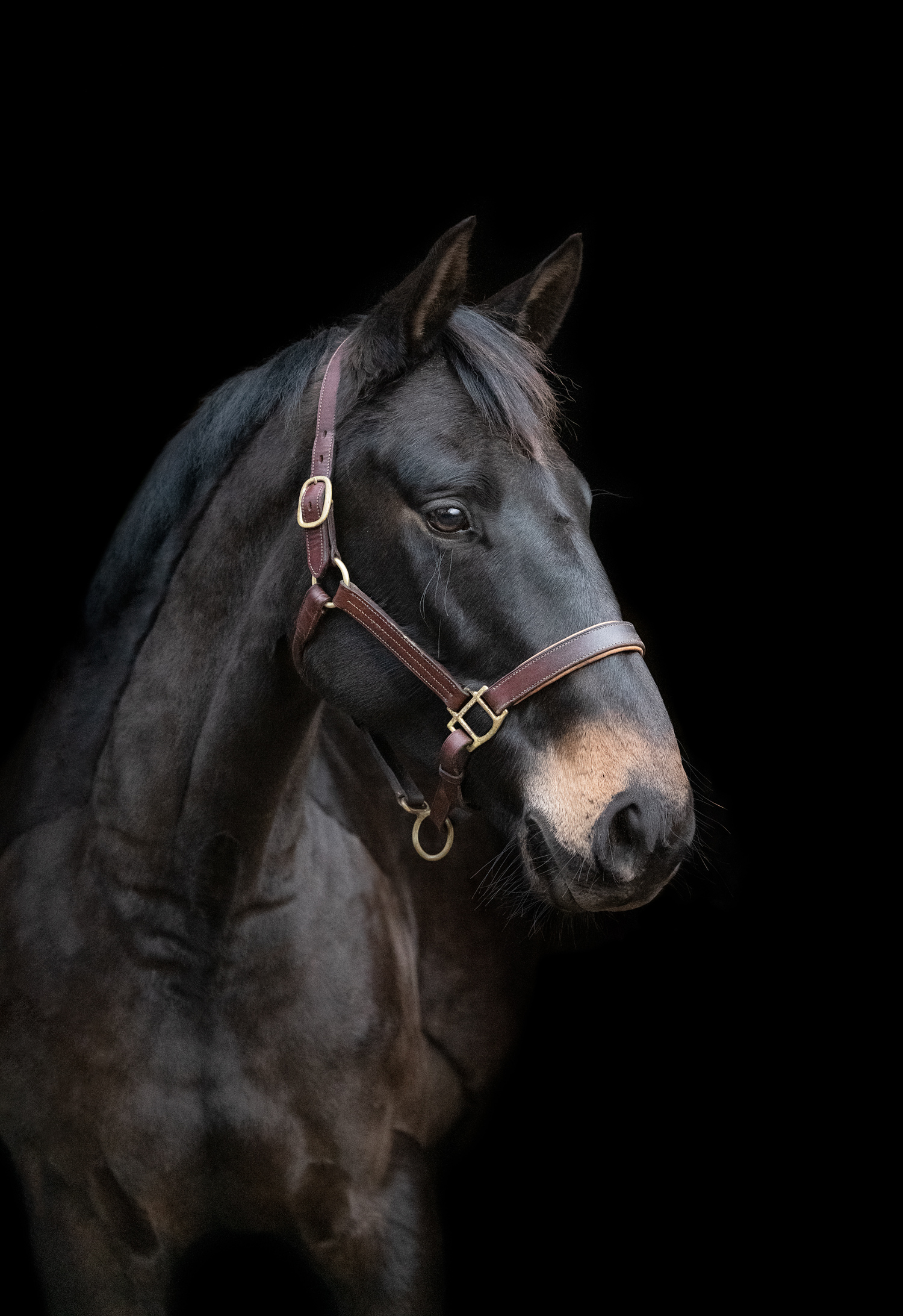 equine_photography_horse_black_background_bronze_package_maddie-leishman-photography_04.jp