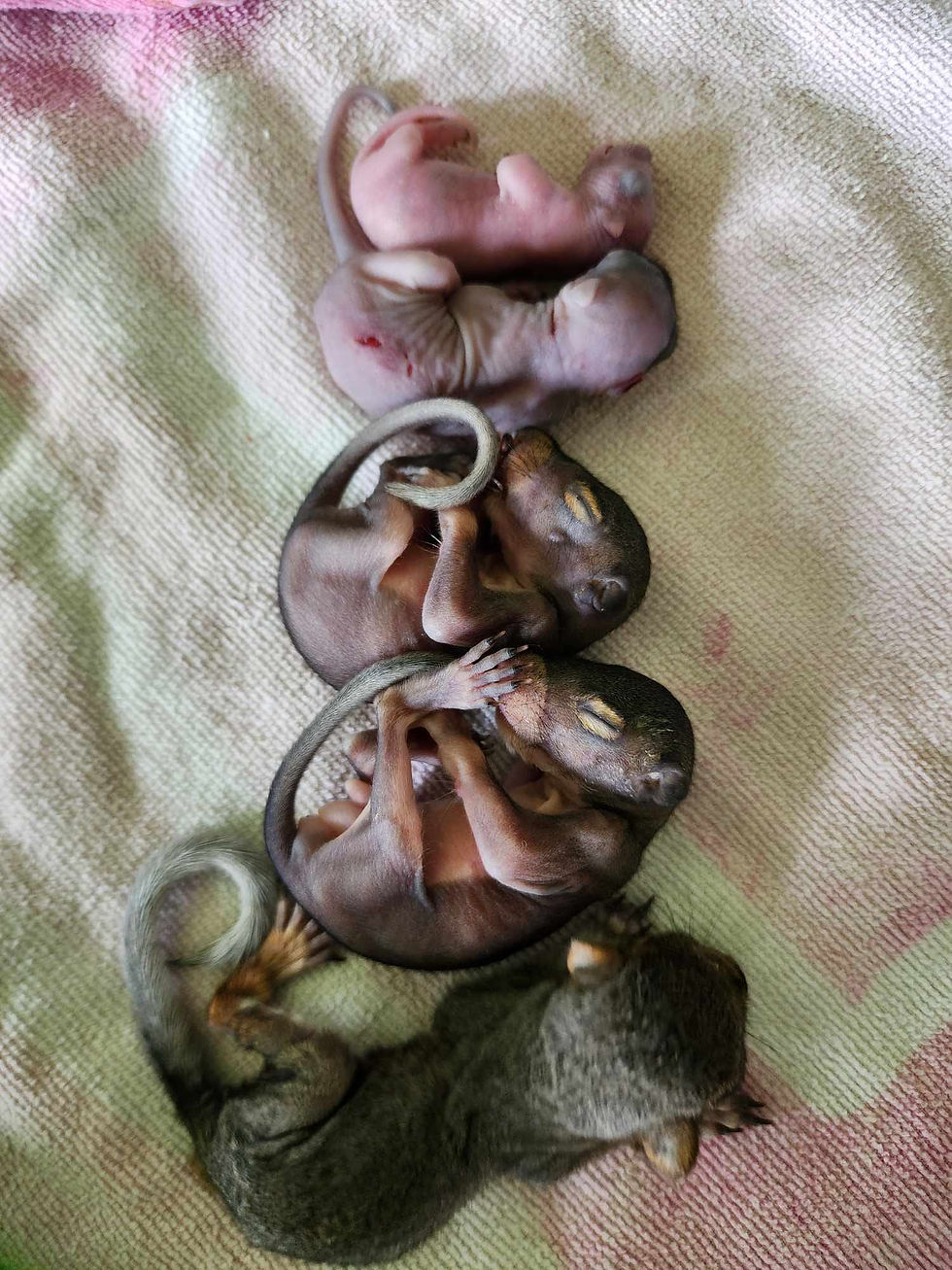 Baby Squirrels