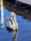 Pelican.jpg