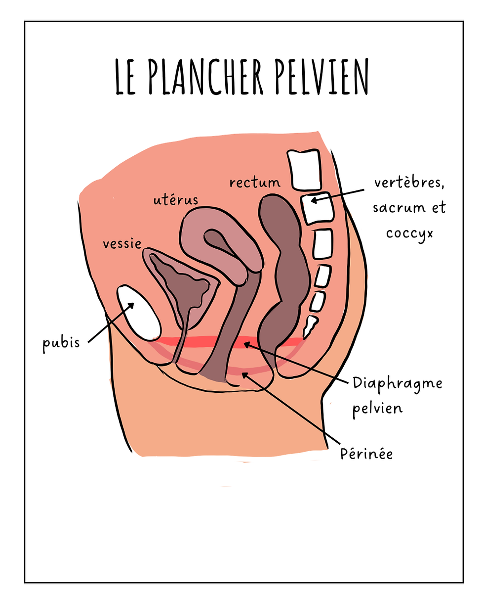 Le plancher pelvien-schéma
