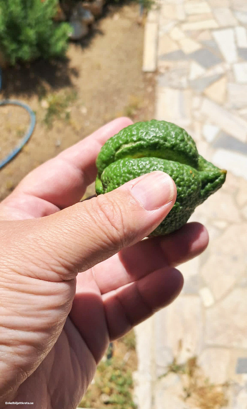 Trädgårdens Lime verkar "delad" - Smakade underbart!